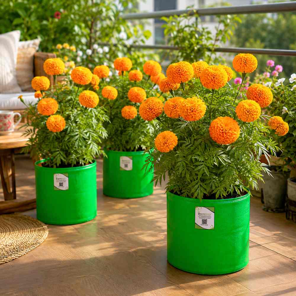Marigold (Genda) Kolkata Round Ball Seeds - 50 Seeds (गेंदा के बीज) High Germination/ Easy To grow/ Perfect for pots, balconies, or Terrace gardens
