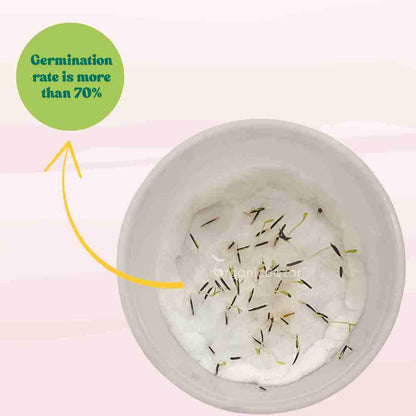 Marigold (Genda) Kolkata Round Ball Yellow Seeds (50 Seeds) (गेंदा के बीज) High Germination/ Easy To grow/ Perfect for pots, balconies, or Terrace gardens