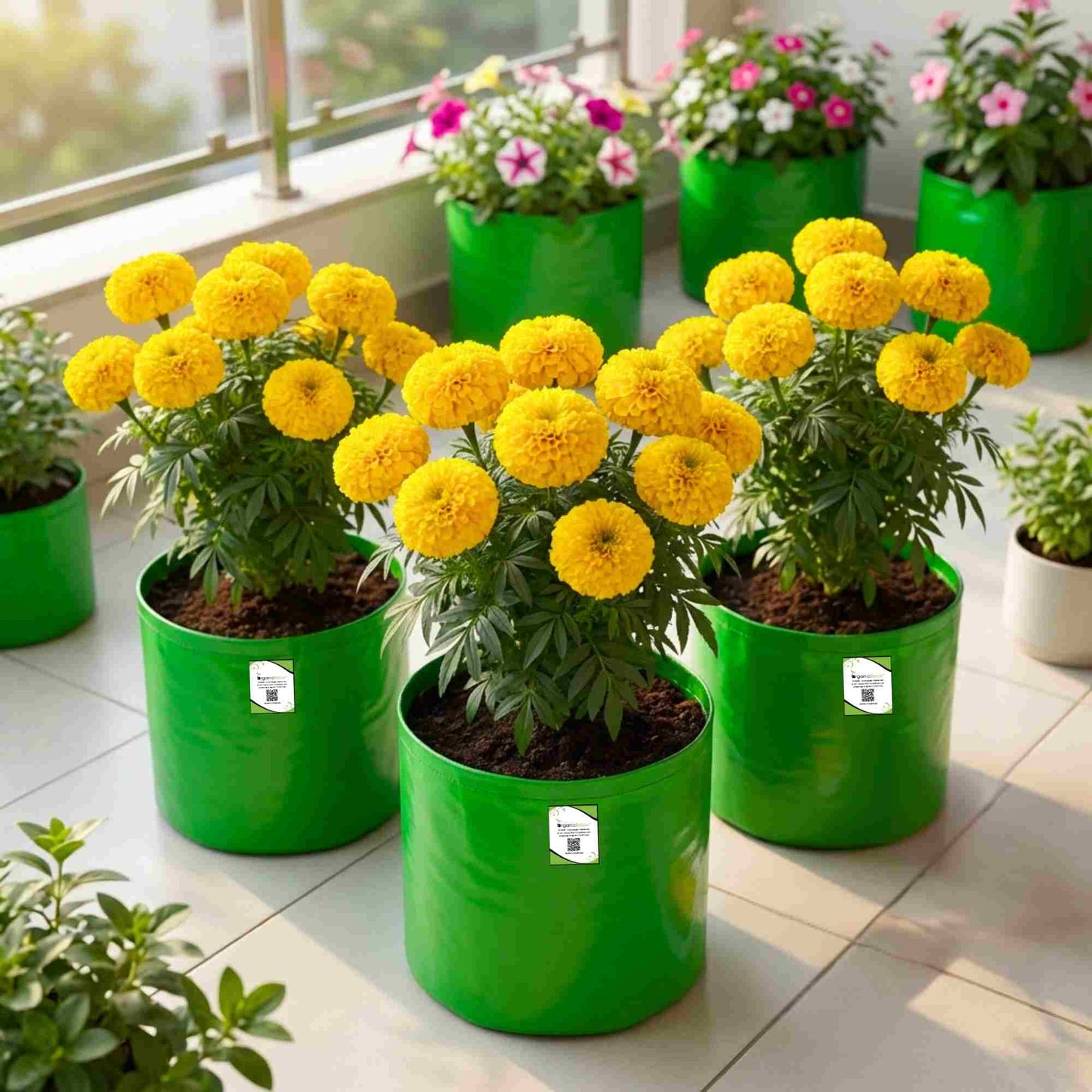 Marigold (Genda) Kolkata Round Ball Yellow Seeds (50 Seeds) (गेंदा के बीज) High Germination/ Easy To grow/ Perfect for pots, balconies, or Terrace gardens