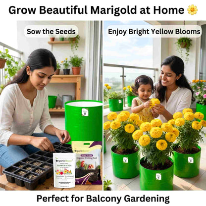 Marigold (Genda) Kolkata Round Ball Yellow Seeds (50 Seeds) (गेंदा के बीज) High Germination/ Easy To grow/ Perfect for pots, balconies, or Terrace gardens