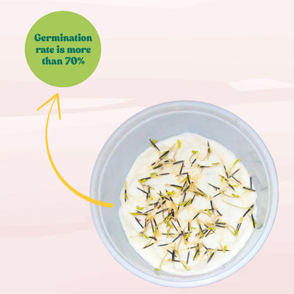 Marigold Mixed Color Seeds - 100 Seeds (Genda/ गेंदा के बीज) High Germination/ Easy To grow/ Perfect for pots, balconies, or Terrace gardens