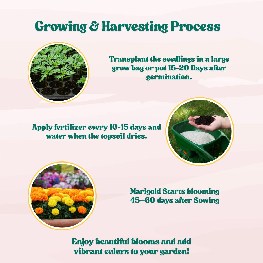 Marigold Mixed Color Seeds - 100 Seeds (Genda/ गेंदा के बीज) High Germination/ Easy To grow/ Perfect for pots, balconies, or Terrace gardens