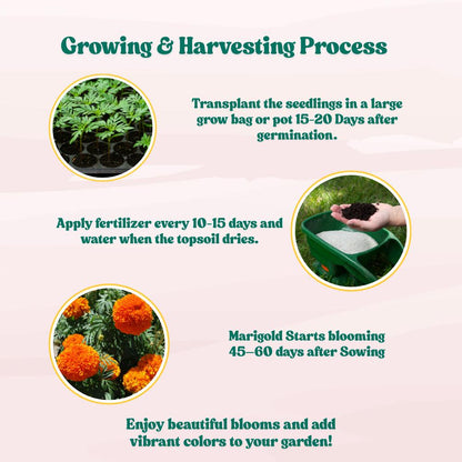 Marigold Orange Flower Seeds - 100 Seeds (Genda/ गेंदा के बीज) High Germination/ Easy To grow/ Perfect for pots, balconies, or Terrace gardens