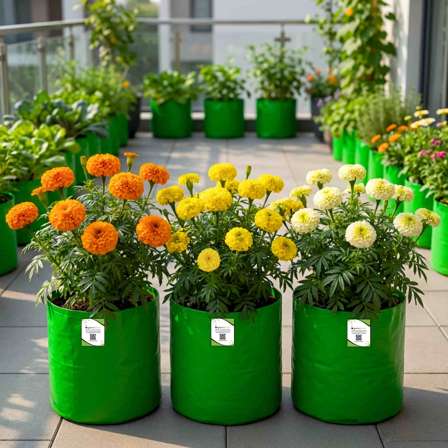 3 Different Color Varieties of Marigold Seeds Combo Pack