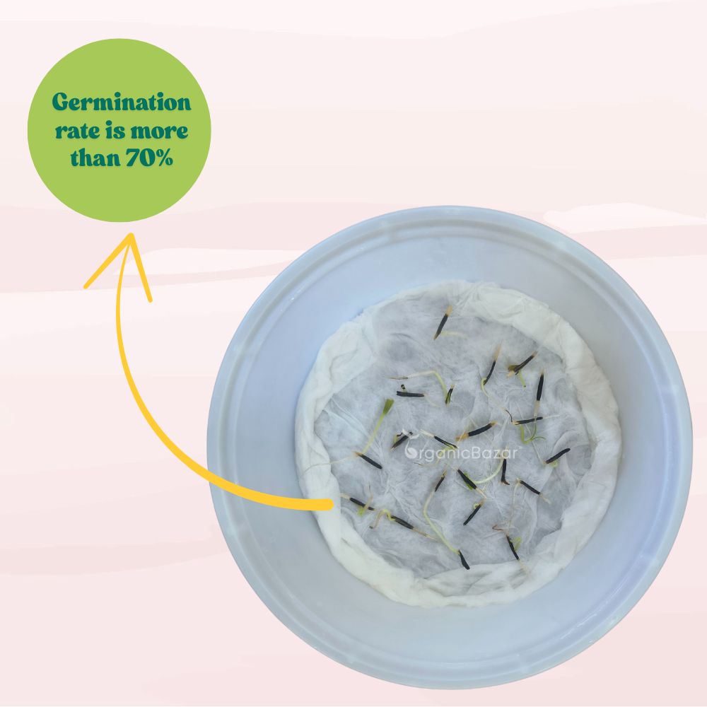 Marigold Dwarf White F1 Hybrid Flower Seeds (20 Seeds) High Germination/ Easy To grow/ Perfect for pots, balconies, or Terrace gardens