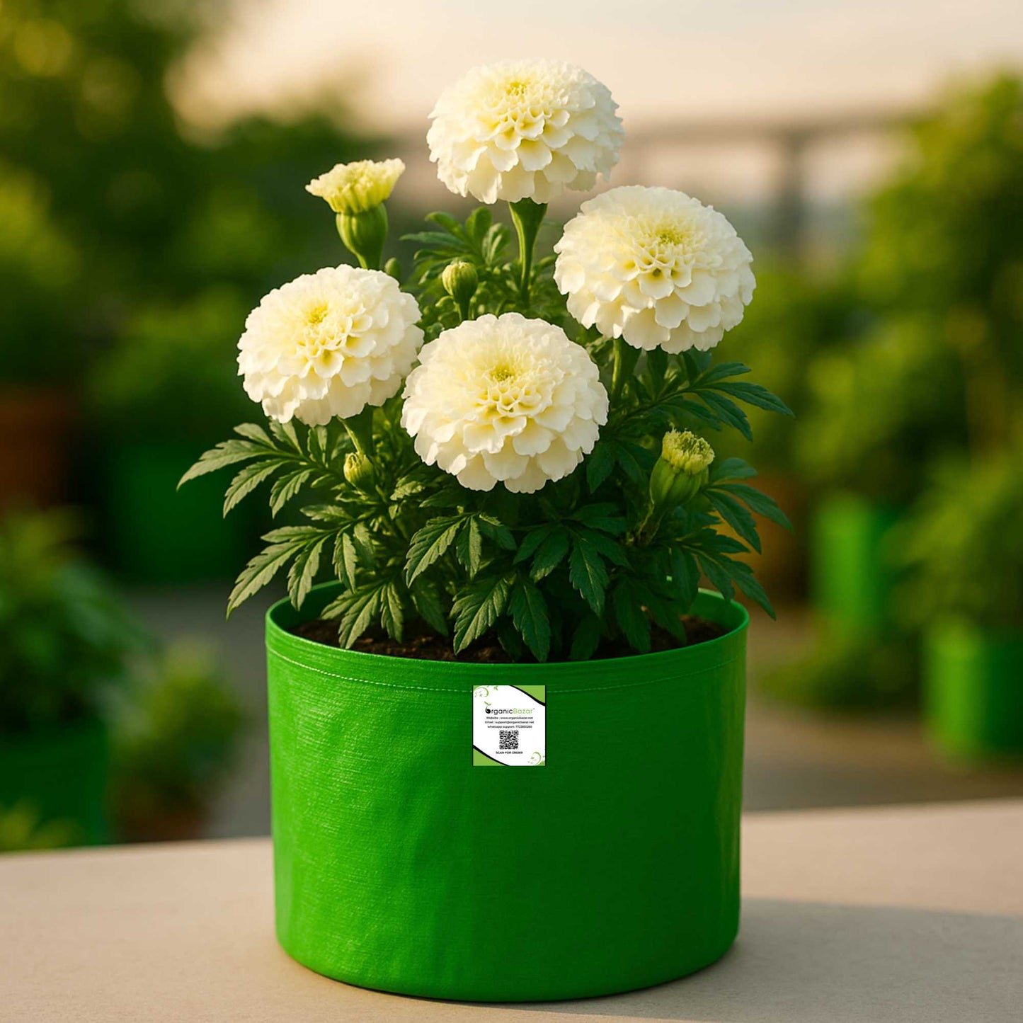 Marigold Dwarf White F1 Hybrid Flower Seeds (20 Seeds) High Germination/ Easy To grow/ Perfect for pots, balconies, or Terrace gardens