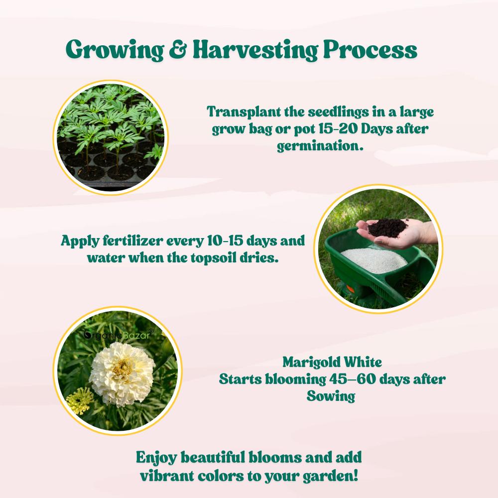 Marigold White Flower Seeds - 50 Seeds (Genda/ सफ़ेद गेंदा के बीज) High Germination/ Easy To grow/ Perfect for pots, balconies, or Terrace gardens