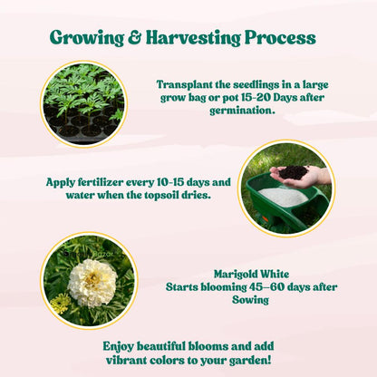 Marigold Dwarf White F1 Hybrid Flower Seeds (20 Seeds) High Germination/ Easy To grow/ Perfect for pots, balconies, or Terrace gardens