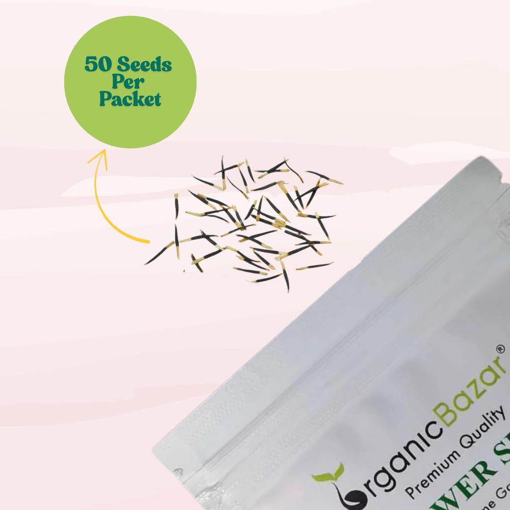 Marigold White Flower Seeds - 50 Seeds (Genda/ सफ़ेद गेंदा के बीज) High Germination/ Easy To grow/ Perfect for pots, balconies, or Terrace gardens