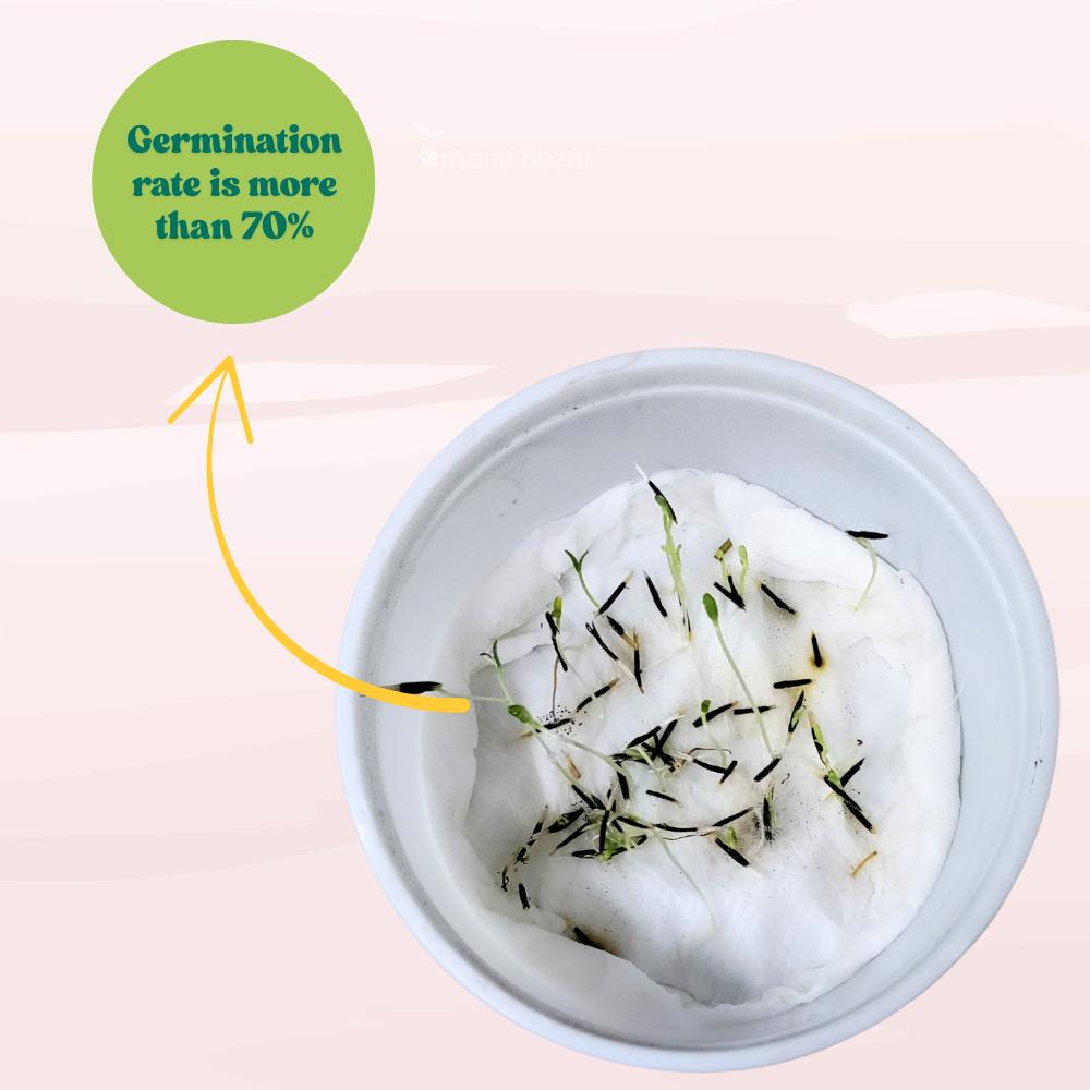 Marigold White Flower Seeds - 50 Seeds (Genda/ सफ़ेद गेंदा के बीज) High Germination/ Easy To grow/ Perfect for pots, balconies, or Terrace gardens