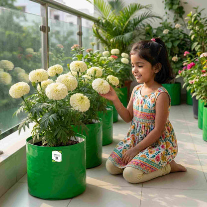 Marigold White Flower Seeds - 50 Seeds (Genda/ सफ़ेद गेंदा के बीज) High Germination/ Easy To grow/ Perfect for pots, balconies, or Terrace gardens