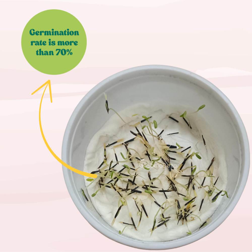 Marigold Yellow Flower Seeds - 100 Seeds (Pila Genda/ पीले गेंदा के बीज) High Germination/ Easy To grow/ Perfect for pots, balconies, or Terrace gardens