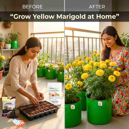 Marigold Yellow Flower Seeds - 100 Seeds (Pila Genda/ पीले गेंदा के बीज) High Germination/ Easy To grow/ Perfect for pots, balconies, or Terrace gardens