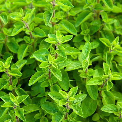 Marjoram Seeds (300 Seeds) High Germination/Perfect for pots, balconies, or Terrace gardens