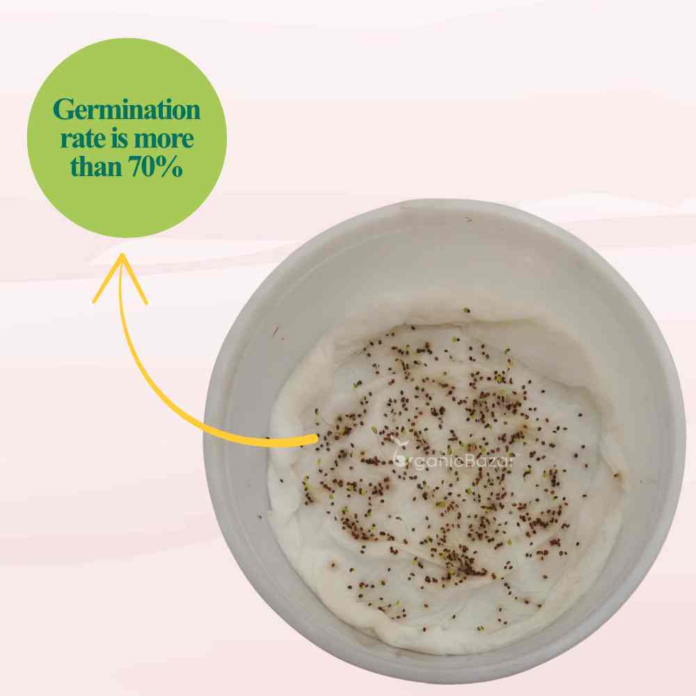 Marjoram Seeds (300 Seeds) High Germination/Perfect for pots, balconies, or Terrace gardens
