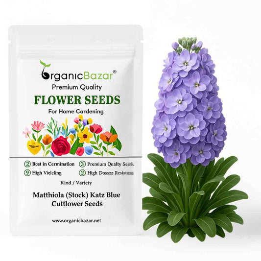 Matthiola (Stock) Katz Blue Cutflower Seeds (30 Seeds) High Germination/ Easy To grow/ Perfect for pots, balconies, or Terrace gardens