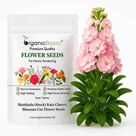 Matthiola (Stock) Katz Cherry Blossom Cut Flower Seeds (30 Seeds) High Germination/ Easy To grow/ Perfect for pots, balconies, or Terrace gardens