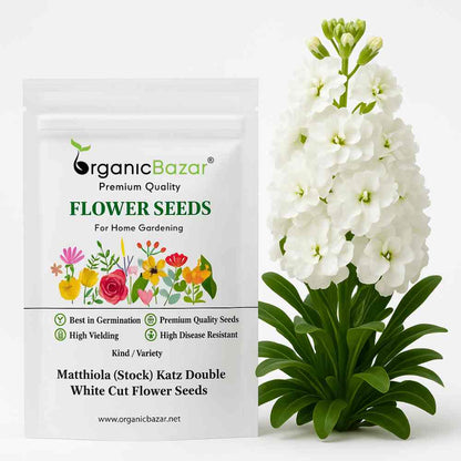 Matthiola (Stock) Katz Double White Cut Flower Seeds (30 Seeds) High Germination/ Easy To grow/ Perfect for pots, balconies, or Terrace gardens