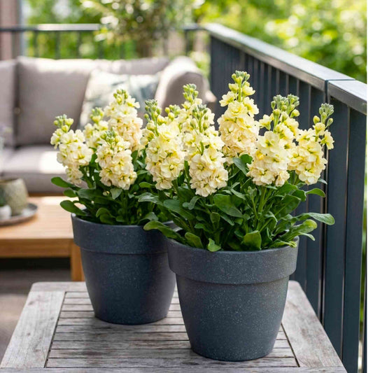Matthiola (Stock) Katz Yellow Cut Flower Seeds (30 Seeds) High Germination/ Easy To grow/ Perfect for pots, balconies, or Terrace gardens