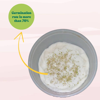 Mesembryanthemum Mix Seeds (400 Seeds) Easy To Grow, High Germination, Perfect for pots, balconies, or Terrace gardens