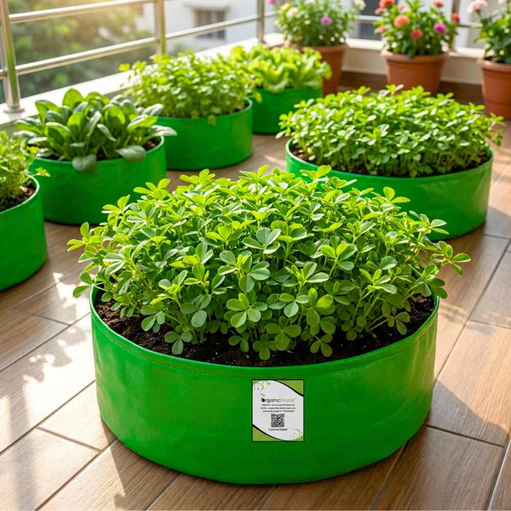 Methi Kasuri Seeds - 10g (मेथी के बीज)