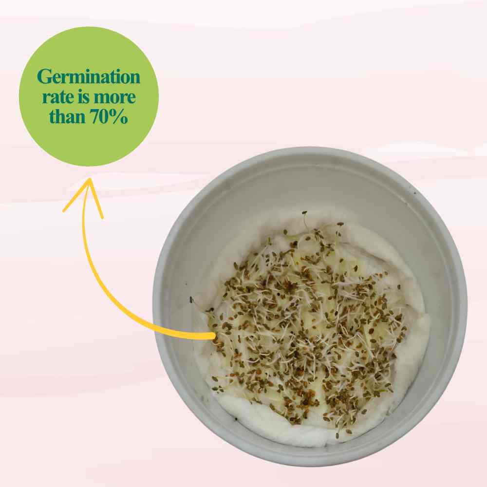 Methi Kasuri Seeds - 10g (मेथी के बीज)