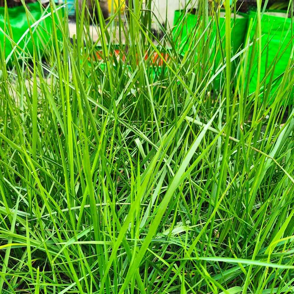 Mexican Lawn Grass Seeds For Lawn Garden (100g)