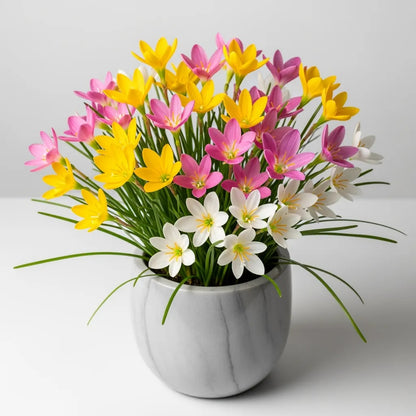 Rain Lily Flower Bulbs Mixed Color (10 Bulbs)