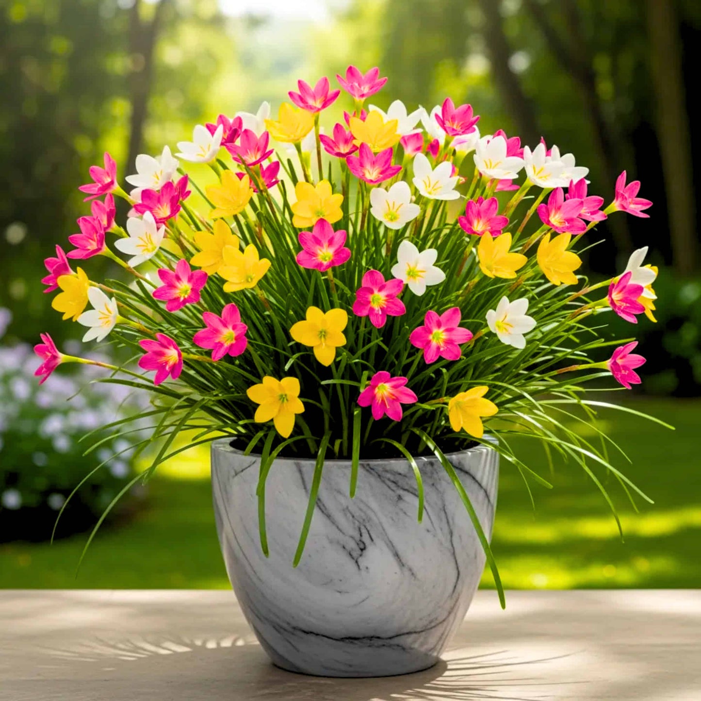 Rain Lily Flower Bulbs Mixed Color (10 Bulbs)
