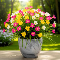Rain Lily Flower Bulbs Mixed Color (10 Bulbs) Easy To grow Flower Bulbs For Terrace Gardening
