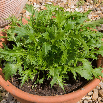 Mizuna Green Seeds (200 Seeds)