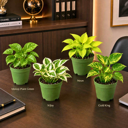 Money Plant Combo Pack of 4 - Green, Gold king, Neon & N'Joy Pothos | Live Air Purifying Plants