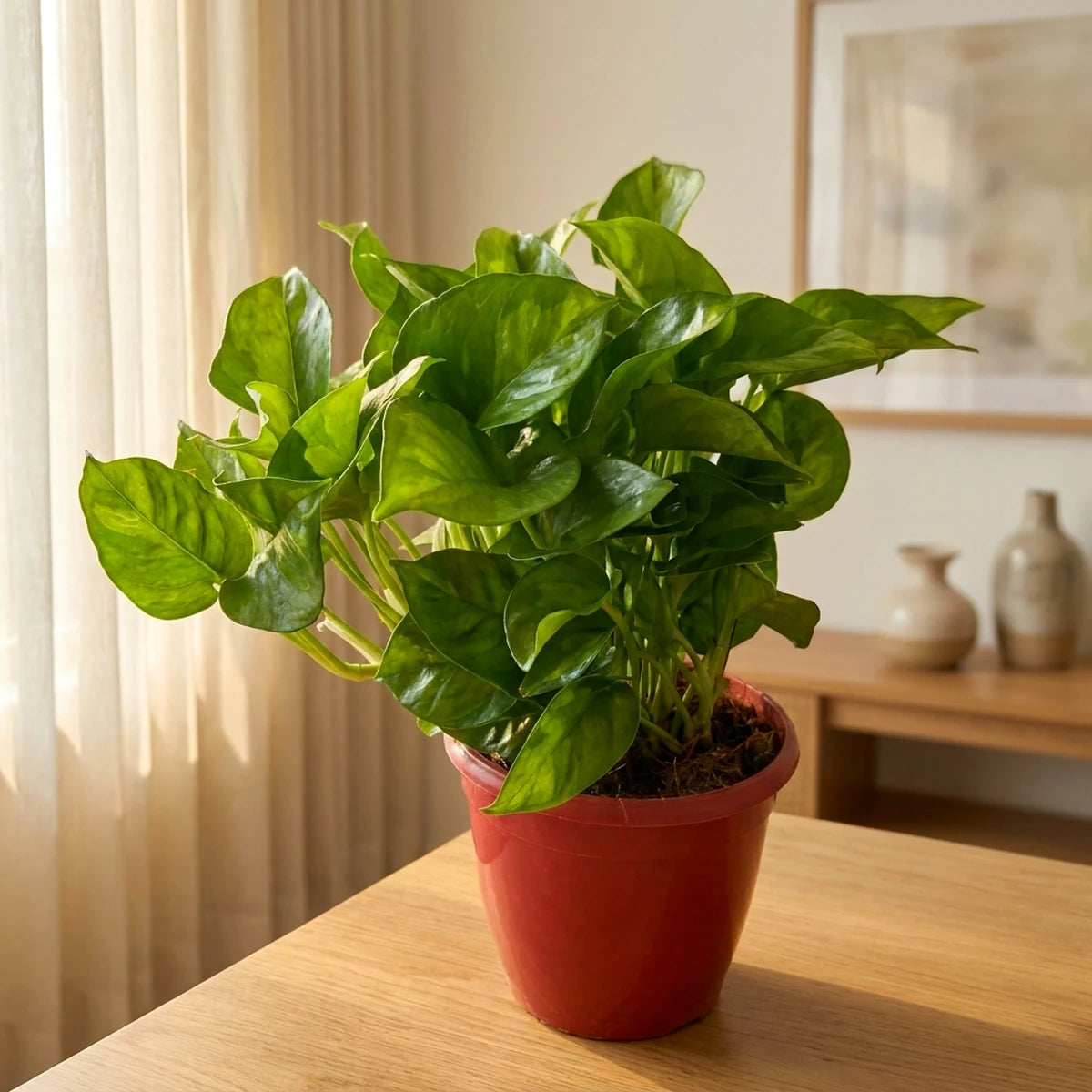 Money Plant Green Live Plant | Indoor Air Purifying Ornamental Live Plant | Ideal for Home & Office