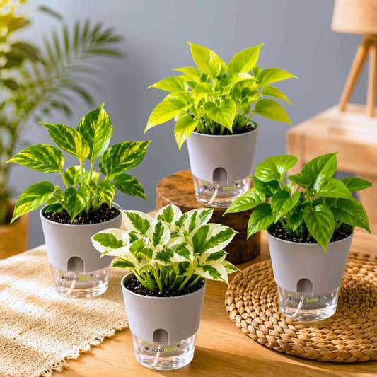 Money Plant Combo Pack of 4 - Green, Gold king, Neon & N'Joy Pothos | Live Air Purifying Plants