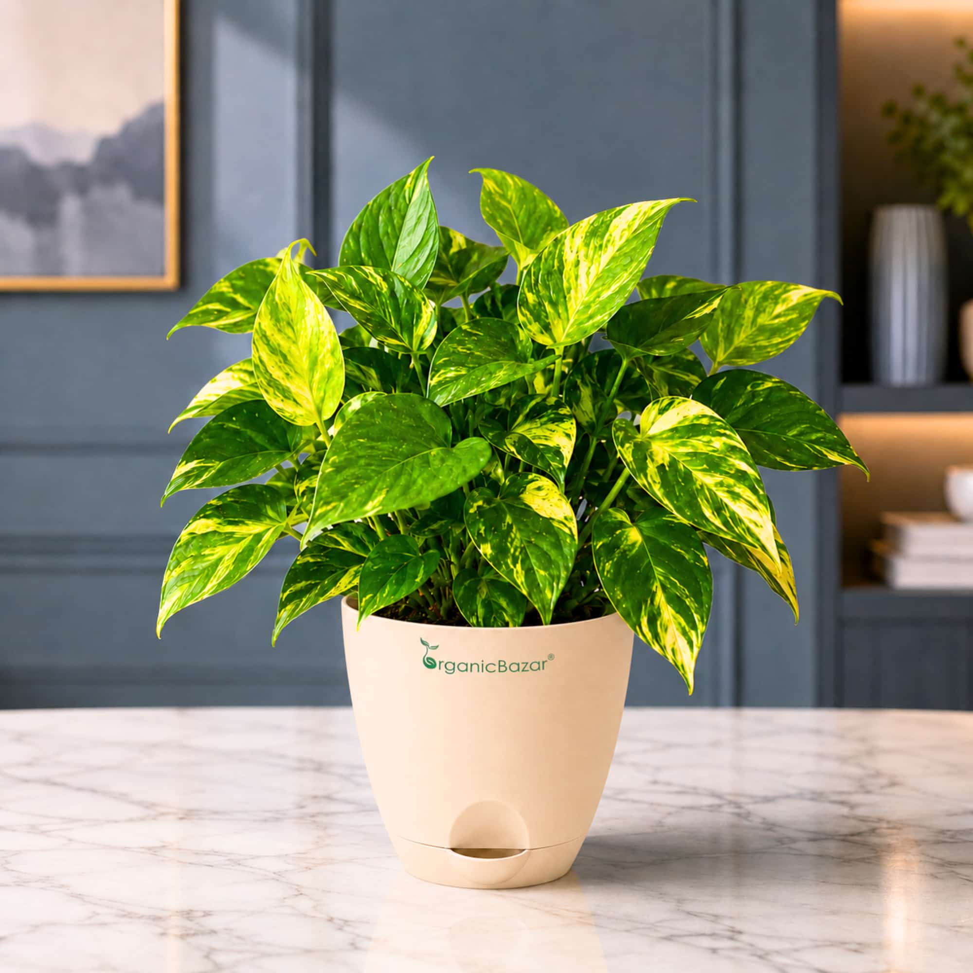 Money Plant Gold King Live Plant