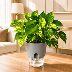Money Plant Gold King Live Plant
