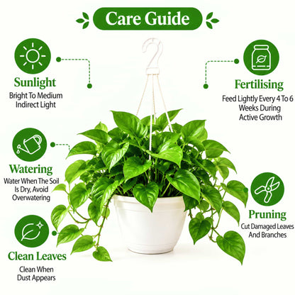 Money Plant Green Live Plant with Hanging Pot