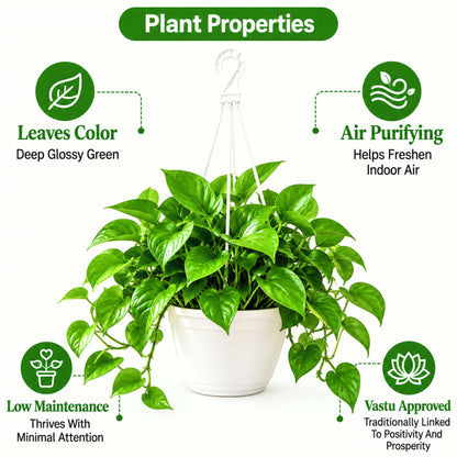 Money Plant Green Live Plant with Hanging Pot