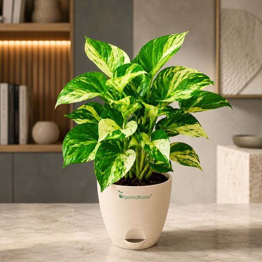 Money Plant Manjula/Marvel Variegated Live Plant