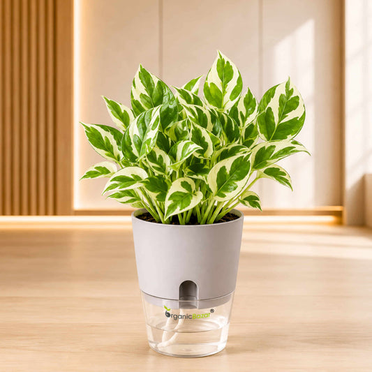 Money Plant N'Joy Live Plant