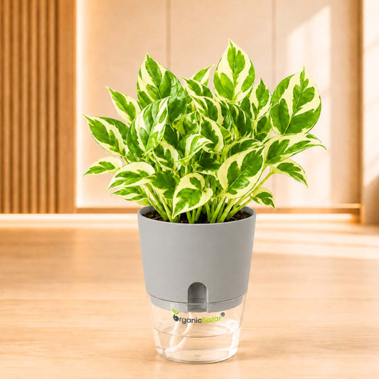 Money Plant N'Joy Live Plant
