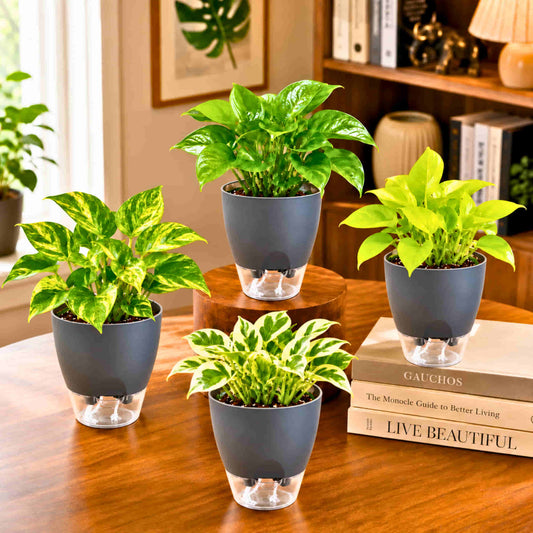 Money Plant Combo Pack of 4 - Green, Gold king, Neon & N'Joy Pothos | Live Air Purifying Plants