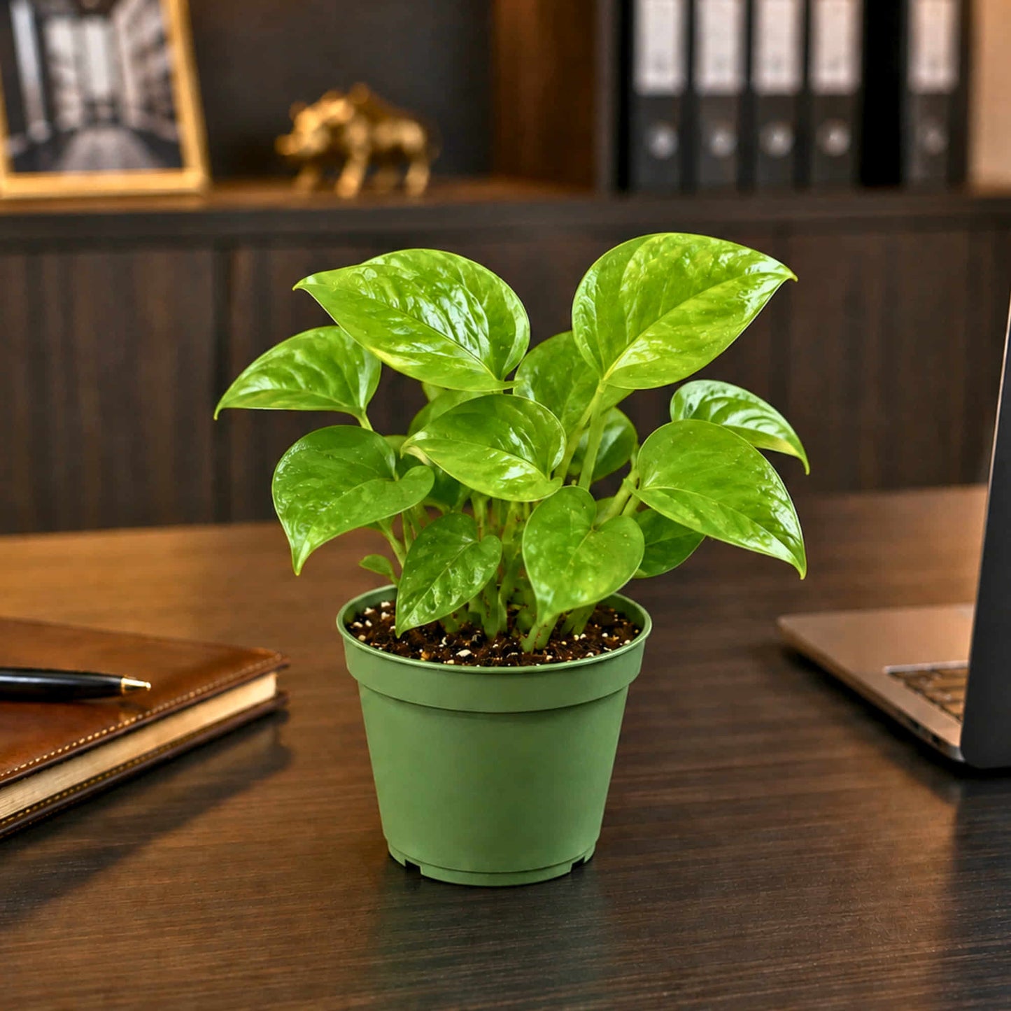 Money Plant Combo Pack of 4 - Green, Gold king, Neon & N'Joy Pothos | Live Air Purifying Plants