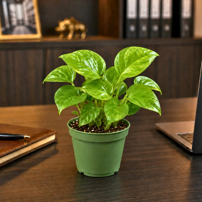 Money Plant Combo Pack of 4 - Green, Gold king, Neon & N'Joy Pothos | Live Air Purifying Plants