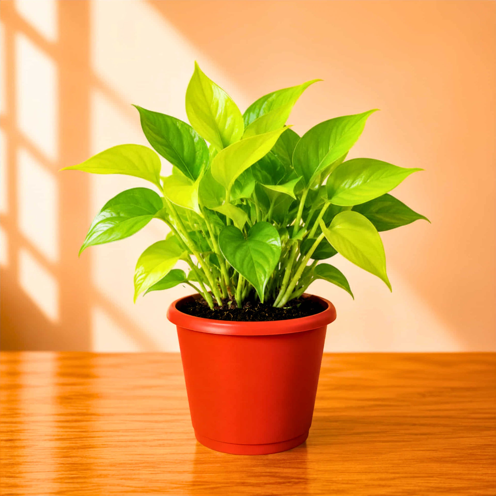 money plant online purchase Money Plant Neon (Golden) Live Plant Online – OrganicBazar – Organicbazar