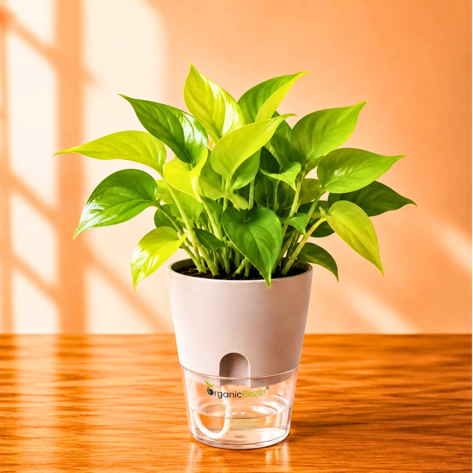 money plant indoor in water Money Plant Neon (Golden) Live Plant Online – OrganicBazar – Organicbazar