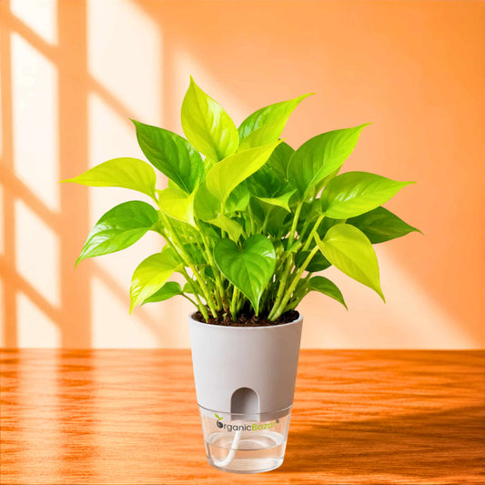 Money Plant Neon (Golden) Live Plant | Air Purifying Indoor Pothos Plant | Ideal for Home & Office