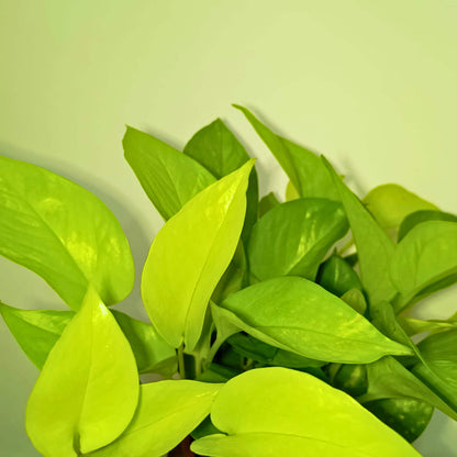 Golden Money Plant Live Plant with Hanging Pot | Indoor Air Purifying Ornamental Live Plant | Ideal for Home & Office