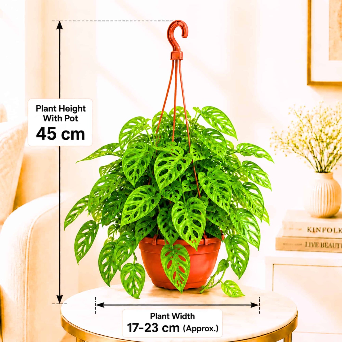 Monstera Adansonii (Swiss Cheese Vine) Live Plant with Hanging Basket