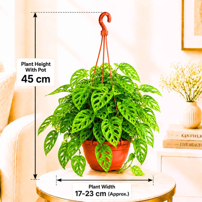 Monstera Adansonii (Swiss Cheese Vine) Live Plant with Hanging Basket